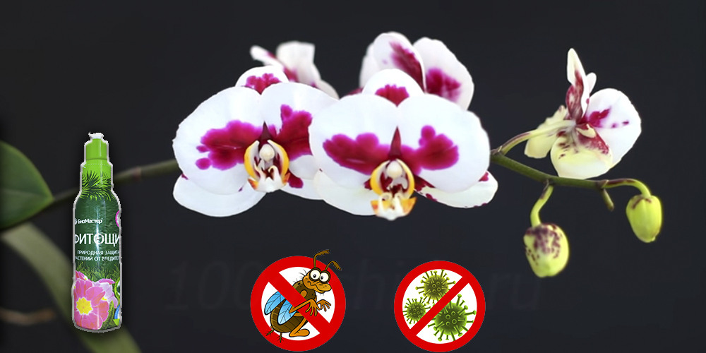 Фитощит для орхидей