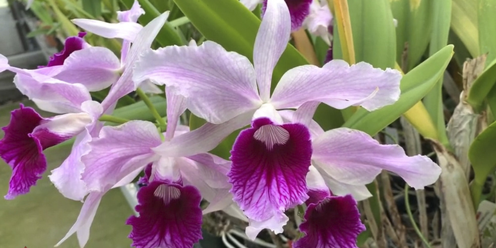 Орхидея Лелия
