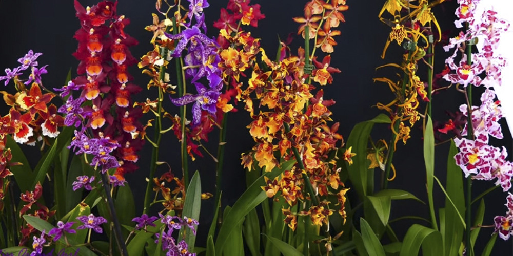 Орхидеи Онцидиум