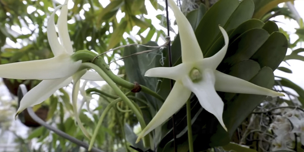 Орхидея 1 Ангрекум