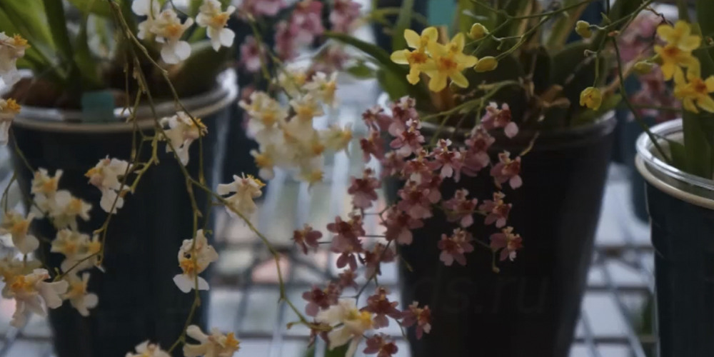 Ароматные мини орхидеи