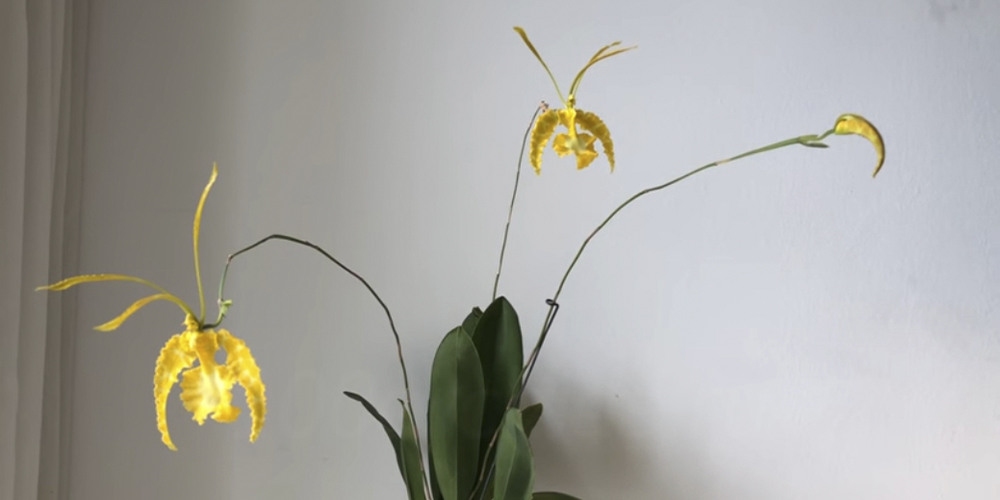 Длинные цветоносы у орхидеи Психопсис