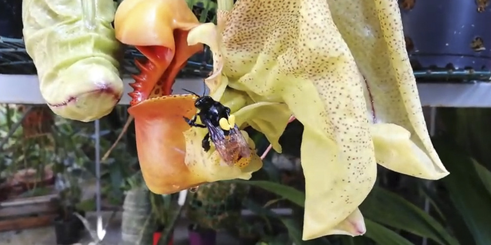 Опыление орхидеи Кориантес