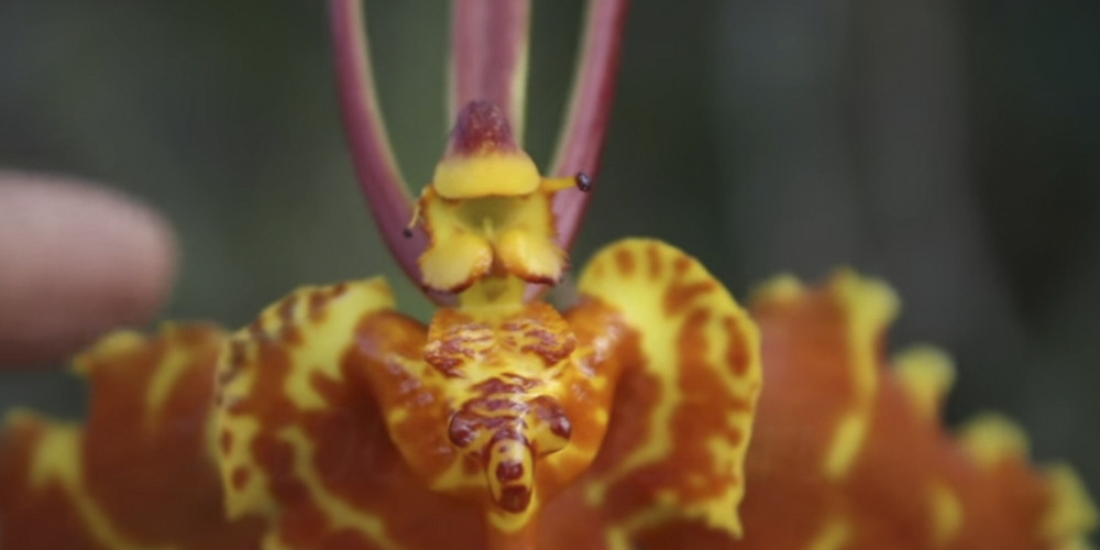 Орхидея Психопсис 5