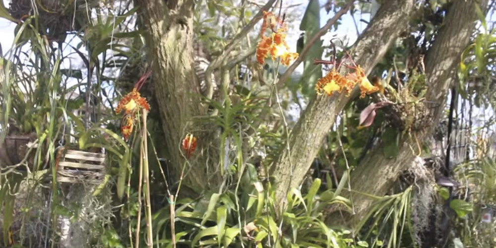 Орхидея психопсис в природе