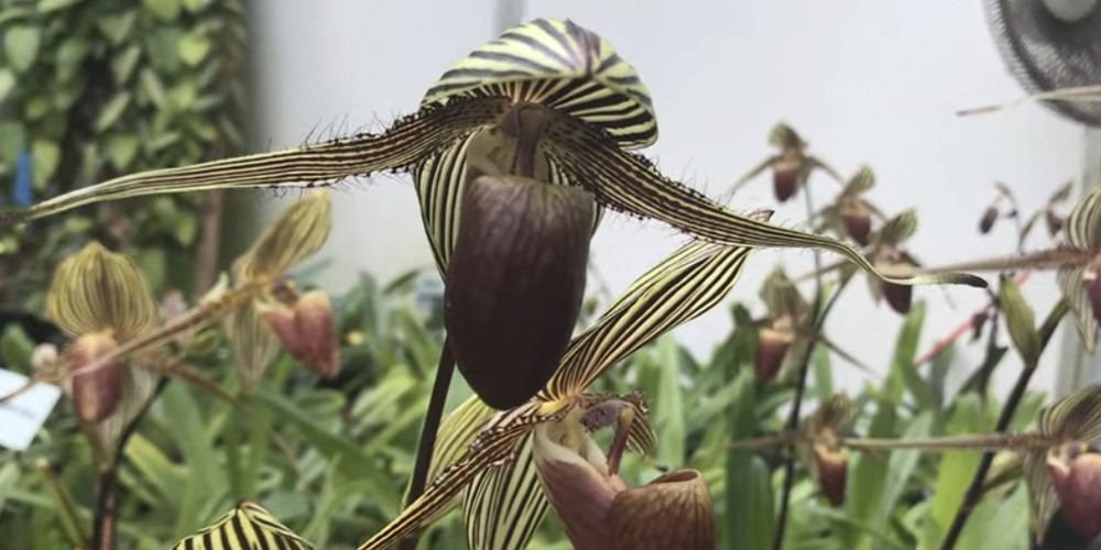 Орхидея Ротшильда