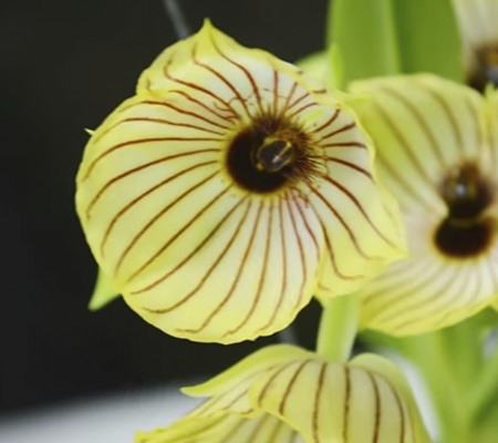 Цветение орхидеи Телипогон