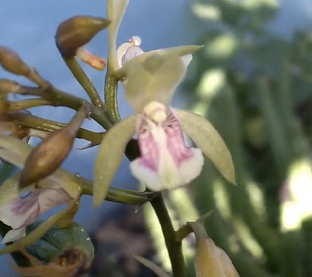 Цветение орхидеи змеи