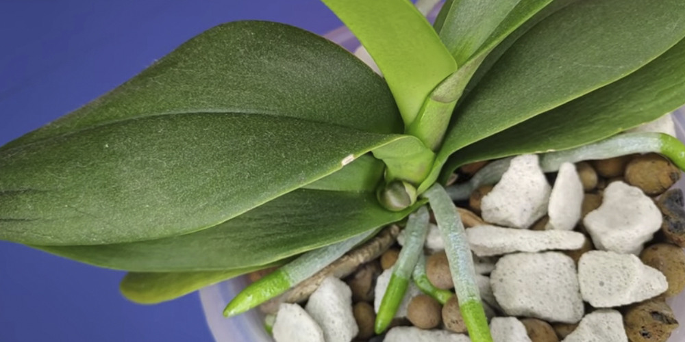 Zabludivshijsya tsvetonos u orhidei1 1