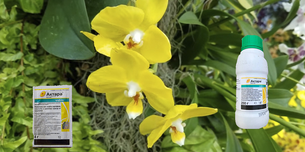 Актара для орхидей1