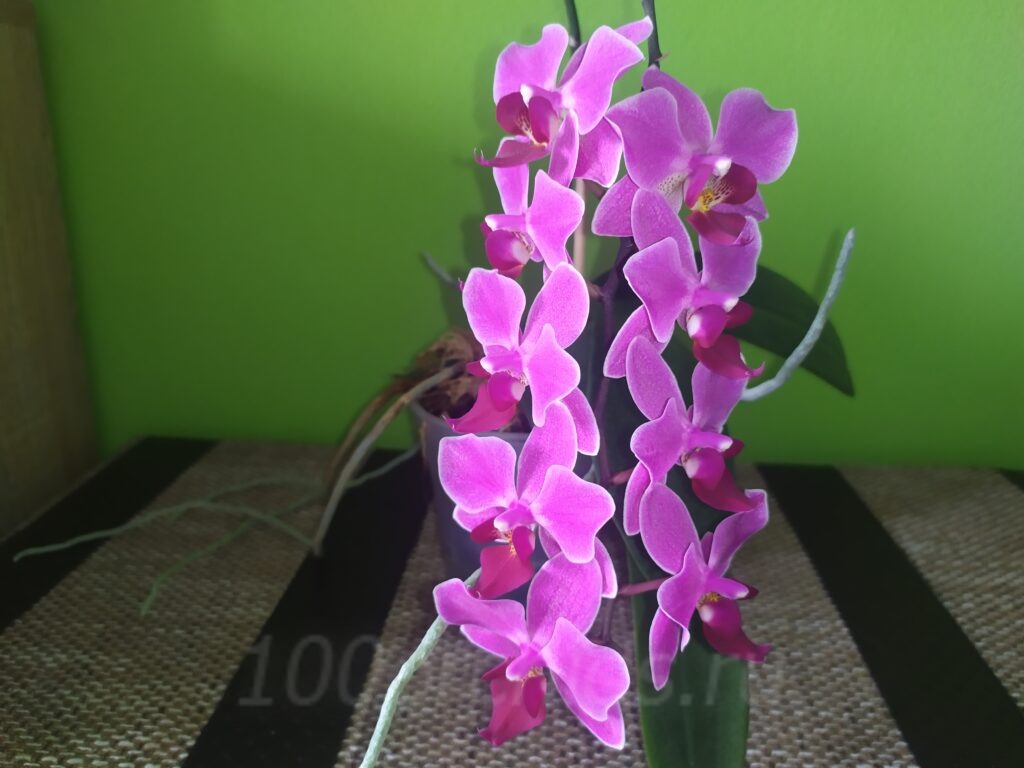 Орхидея Мукалла