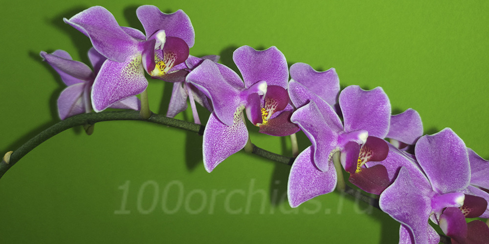 Орхидея Мукалла: описание сорта, характеристики, посадка и выращивание, отзывы