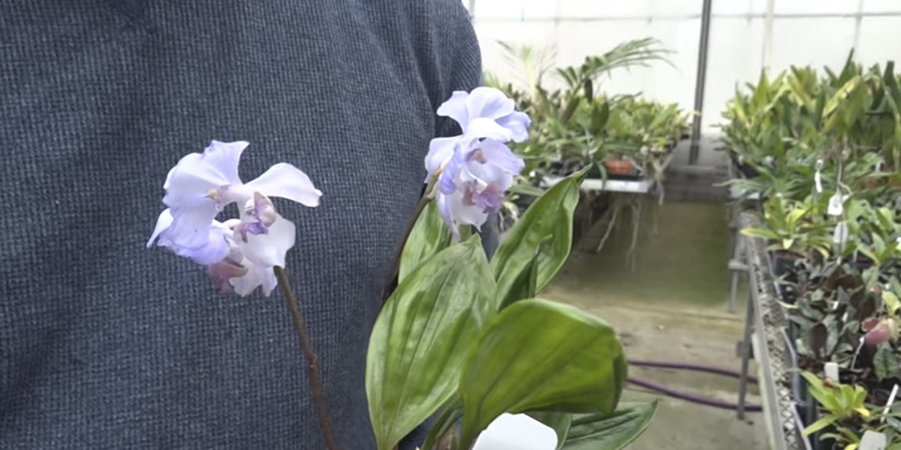 Орхидея Аганизия1