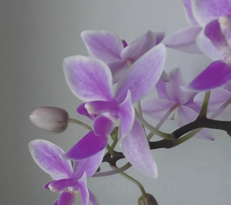 Орхидея Эквестрис