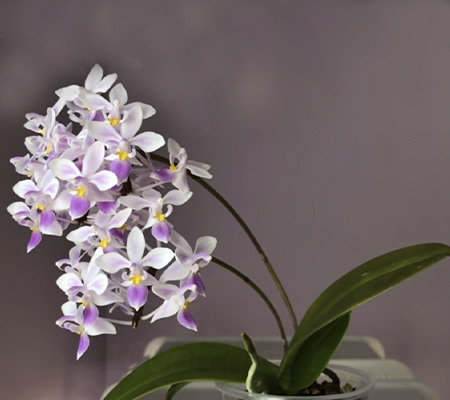 Орхидея Эквестрис2