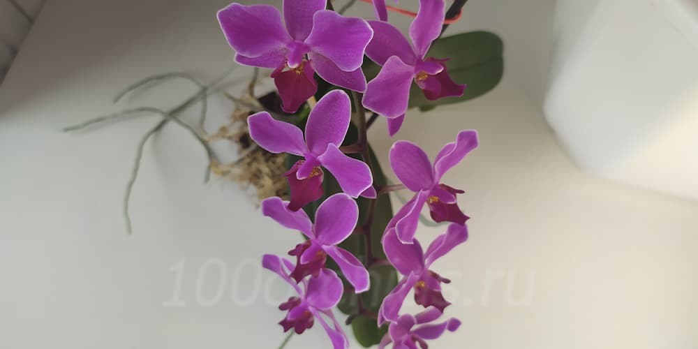 Орхидея Мукалла4