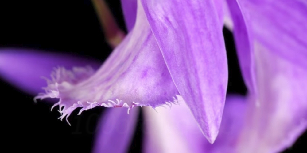 Орхидея Плейоне губа