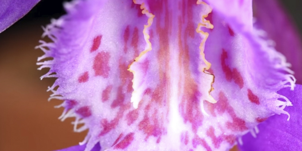 Орхидея Плейоне губа1