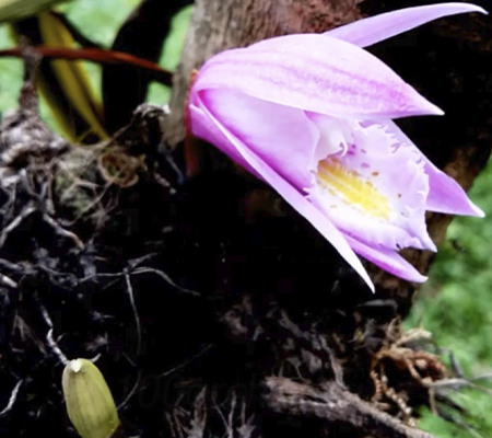 Орхидея Плейоне в природе