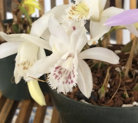 Орхидея Плейоне2