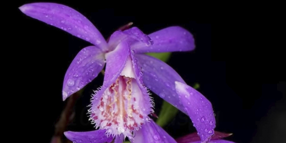 Полив орхидеи Плейоне