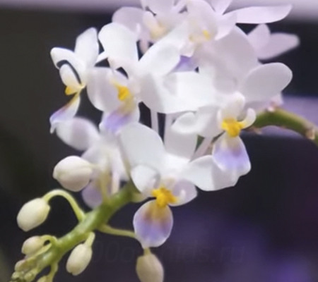 Цветение орхидеи Эквестрис