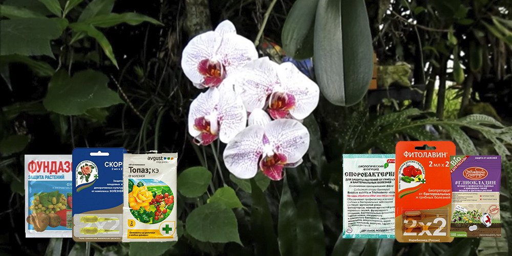 Фунгициды для орхидей заставка
