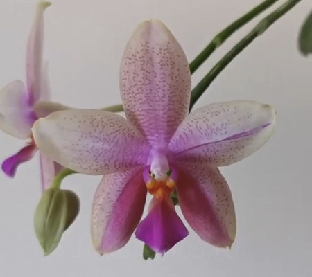 Орхидея Лиодоро цветение