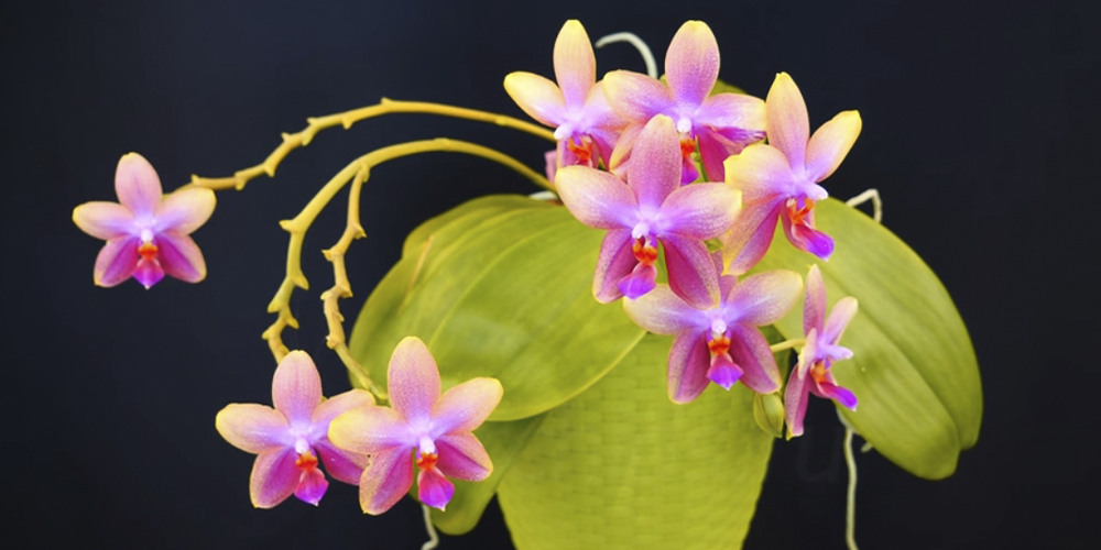 Лиодоро орхидея фото и описание