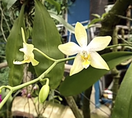 Орхидея Лиодоро: отзывы и рекомендации