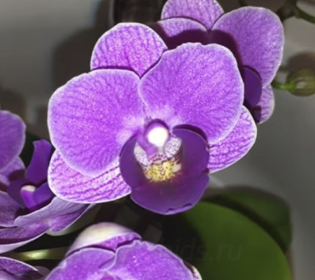 фаленопсис Violet Queen цветение