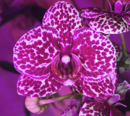 Орхидея Дикий кот зимнее цветение