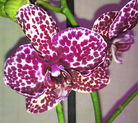 Орхидея Дикий кот1