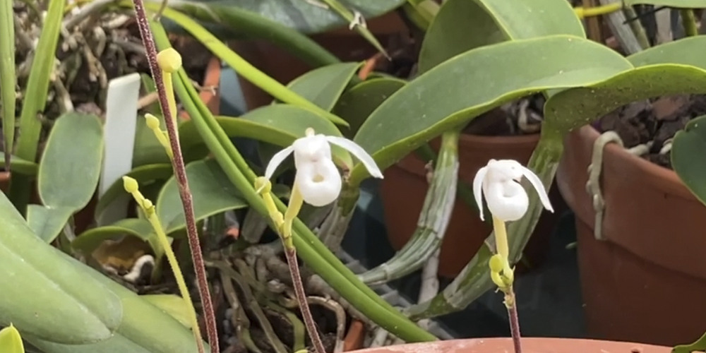 Орхидея Мексипедиум 2