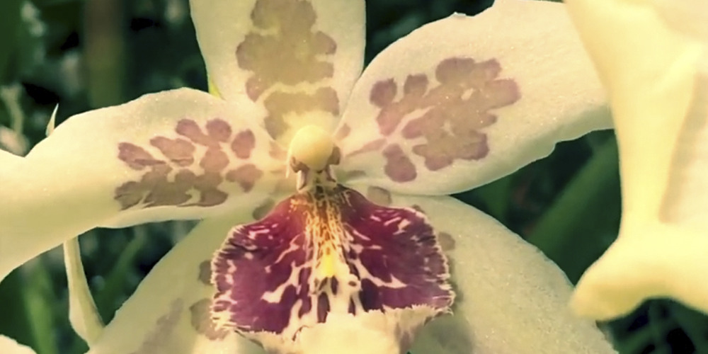 Орхидея Одонтоглоссум1