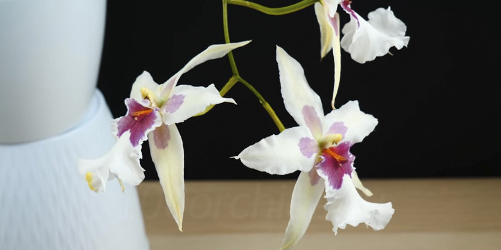 Орхидея Одонтоглоссум3
