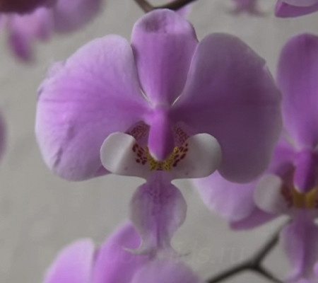 Орхидея Шиллериана цветение