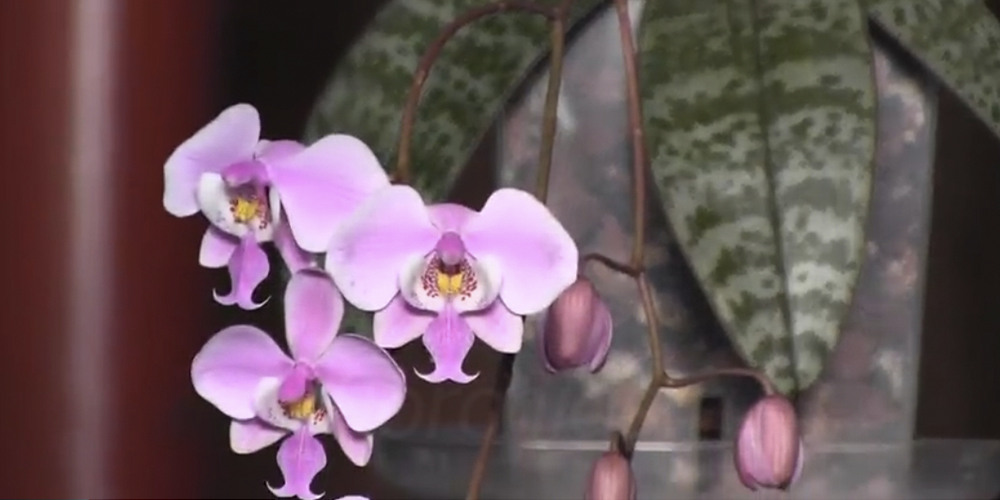 Орхидея Шиллериана2