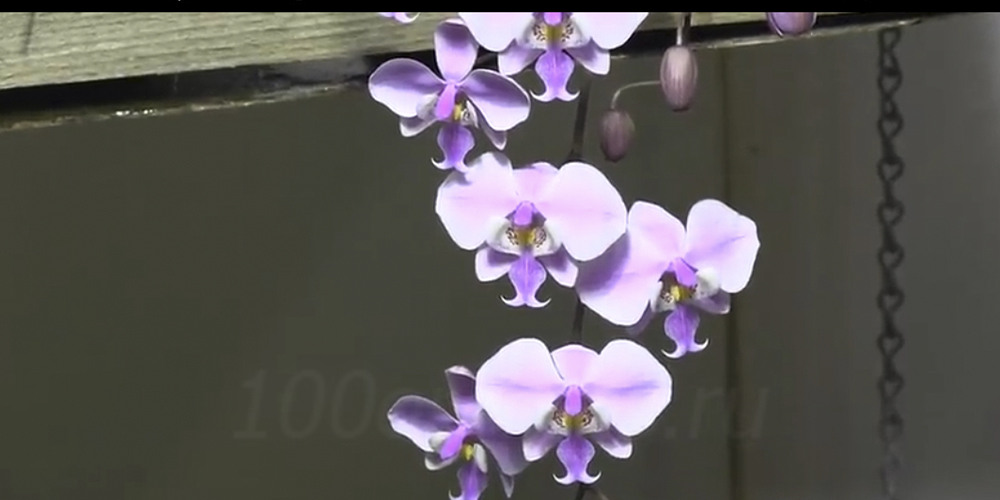 Орхидея Шиллериана3