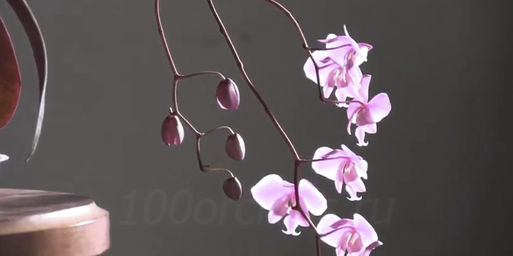 Орхидея Шиллериана8