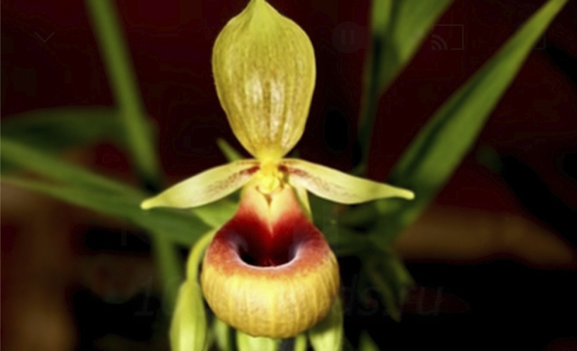 Орхидея Селенипедиум1