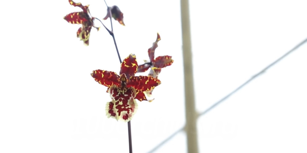 Освещение орхидеи одонтоглоссум