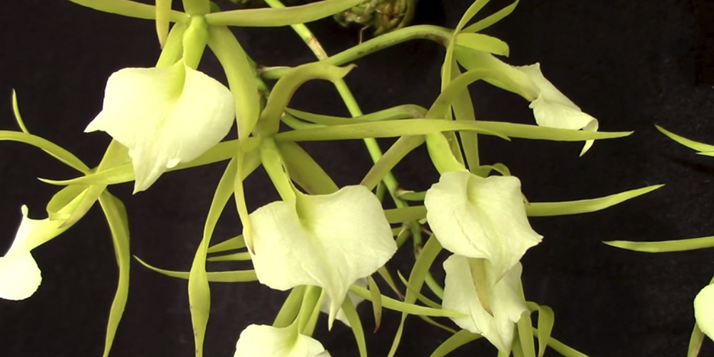 Орхидея Брассавола 1