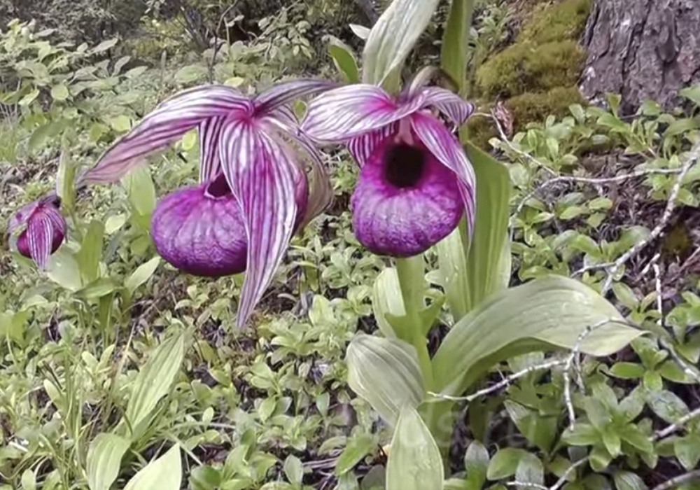 Орхидея циприпедиум