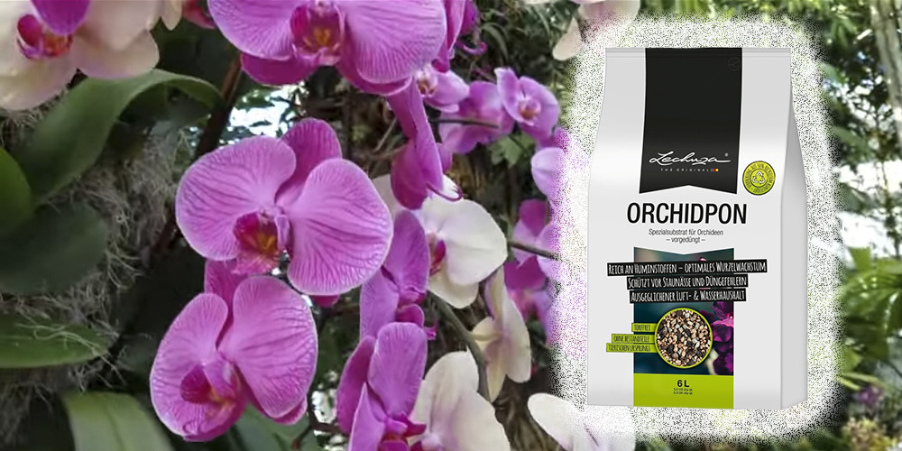 Лечуза Пон для орхидей1