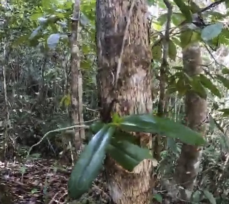 Орхидея Бастиана в природе