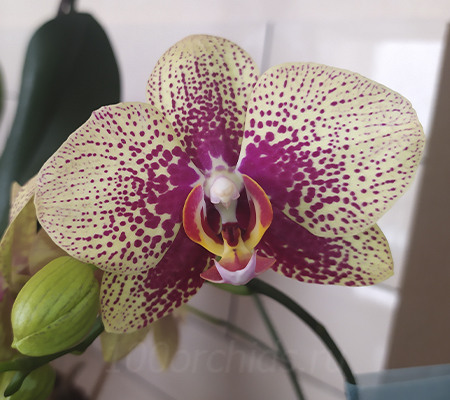 Орхидея Чармер цветение 2