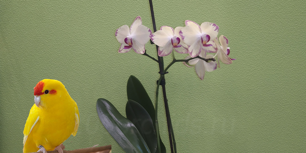 Орхидея Попугай: описание сорта, характеристики, посадка и выращивание, отзывы