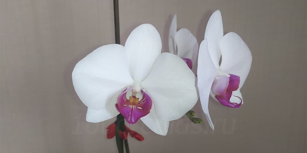 Орхидея Red Lip1
