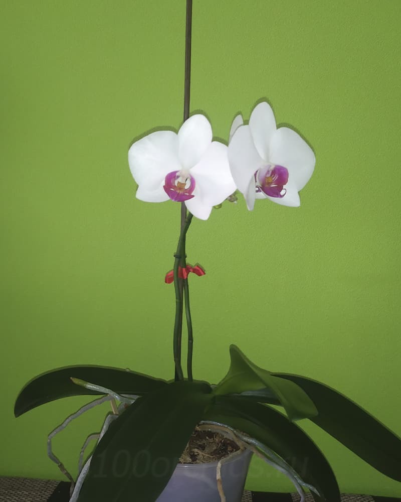 Орхидея Red Lip2